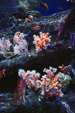Acuario coral
