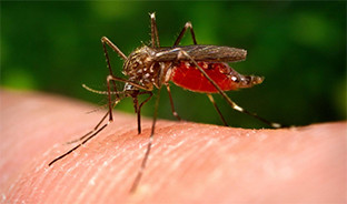Mosquito virus del nilo