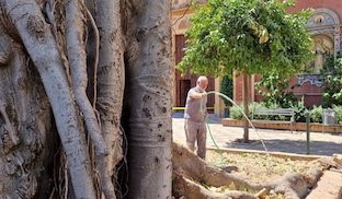 Ficus sanjaciento