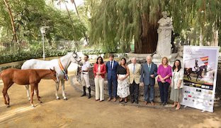 Semana caballo angloarabe