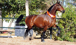 Caballo sicab