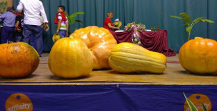 Calabaza umbrete