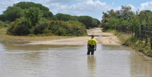 Camino rocio