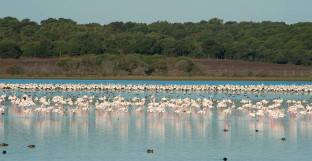 Doana flamencos