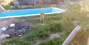 Galgos moron