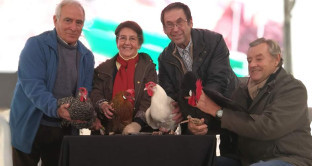Gallina utrera