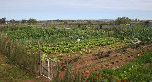 Huertos urbanos