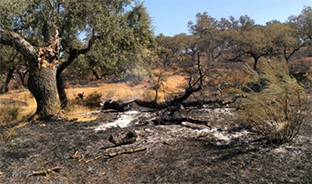 Incendio castillo guardas 2