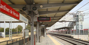 Jerdines hercules