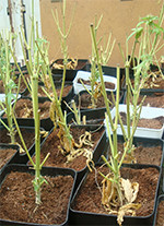 Mariguana espartinas