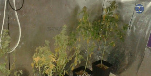 Plantacion