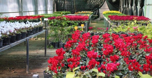 Plantas huelva