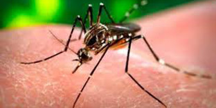 Zika