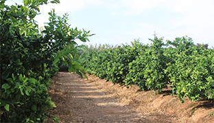 Campo mairena alcor