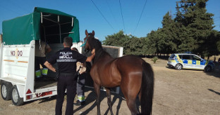 Caballo desnutrido