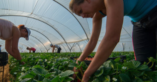 Fresas huelva