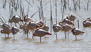 Feragua doñana