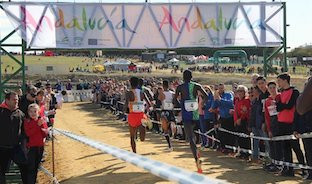 Cross italica