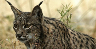 Lince