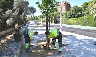 Arboles tomares