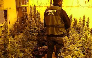 Plantacion marihuana