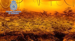 Plantas marihuana