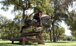 Caballo alamillo