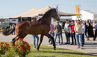 Feria agroganadera palacios