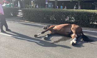 Caballo desfallecido feria