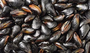 Mejillones