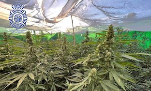 Plantacion marihuana