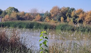 Laguna fuente rey