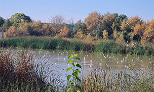 Laguna de fuente del rey