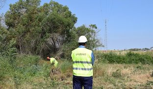 Endesa forestal
