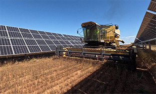 Cultivo agrivoltaico