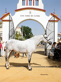 Caballo una paru00e1 en gines