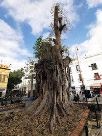 Ficus sanjacinto