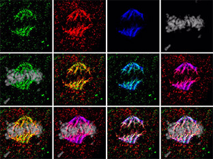 Investigacion cancer