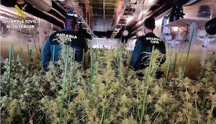 Plantacion marihuana