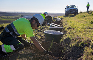 Cobre las cruces reforestacion
