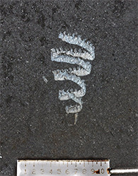 Estratotipo Sierra Morena