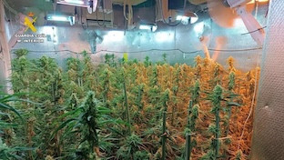 Marihuana indoor