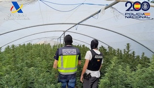 Planta marihuana alcala