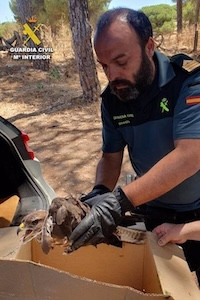 Aguila guardia civil