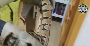 Serpiente sevilla
