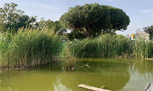 Estanque torreblanca US