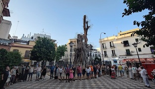 Ficus sanjacinto