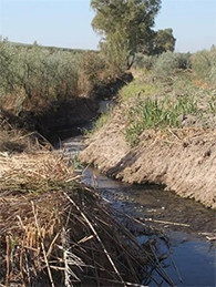 Arroyo el cuerno moron