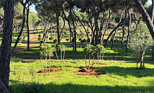 Plantacion arboles parque oromana