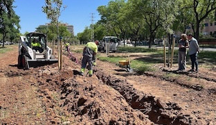 Plantacion arboles